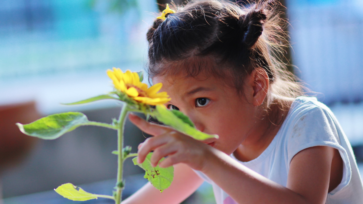 Young girl observing a sunflower