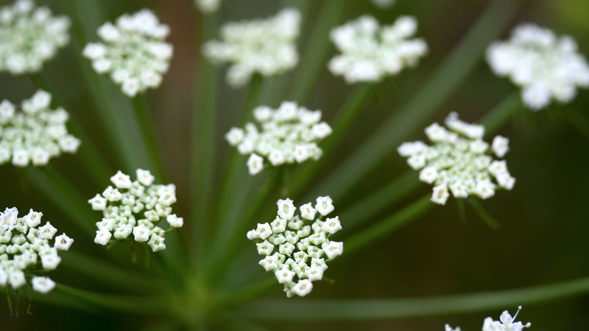 Aegopodium podagraria wildflower