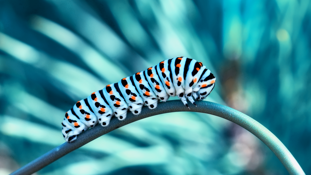 Monarch butterfly caterpillar