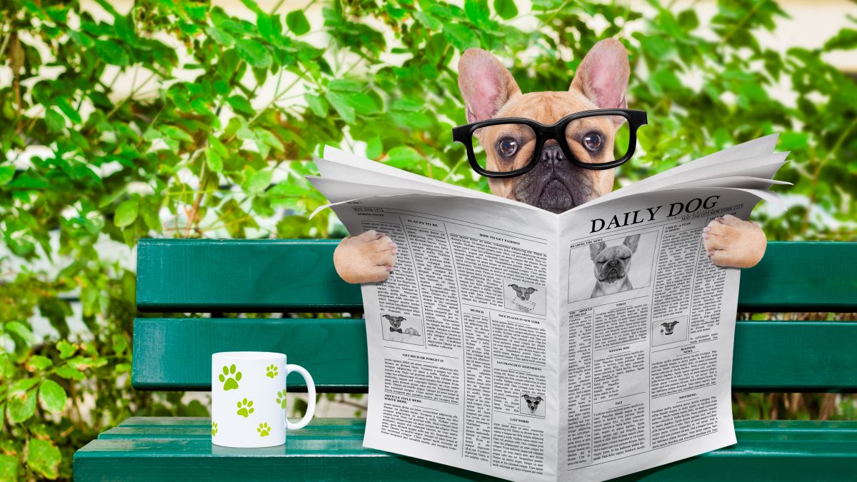 dog with glasses reading newspaper on a green park bench next to mug with footprints on it