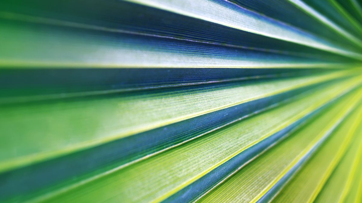 green palm leaf