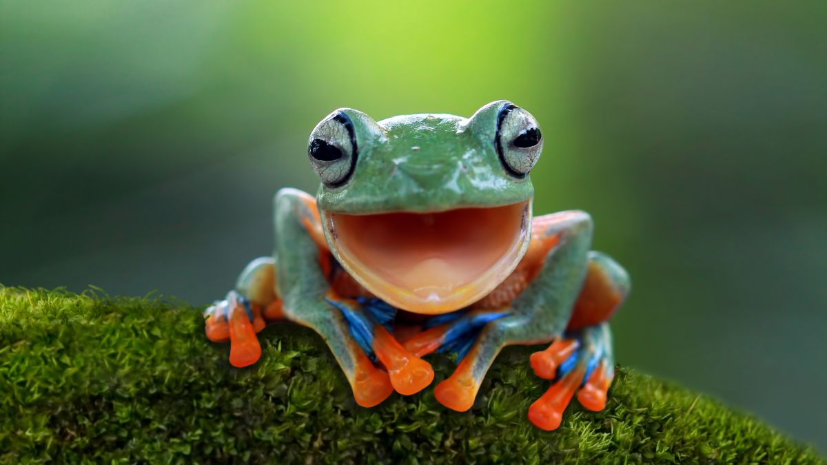 happy tree frog