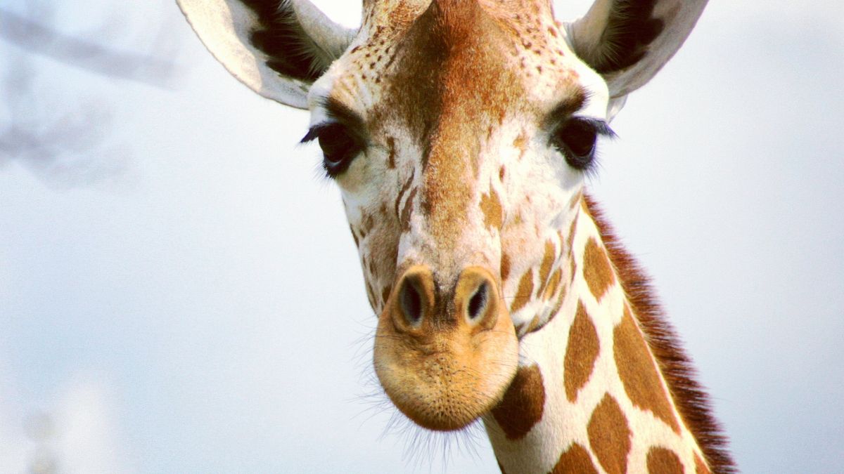 giraffe closeup