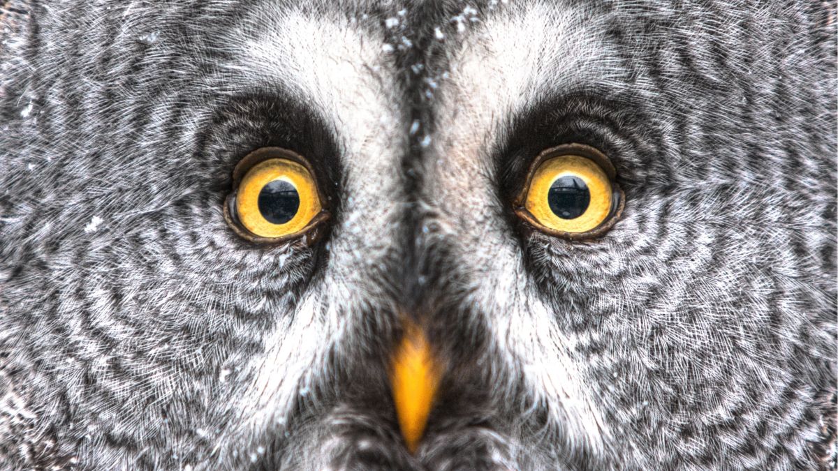 close up of great gray owl