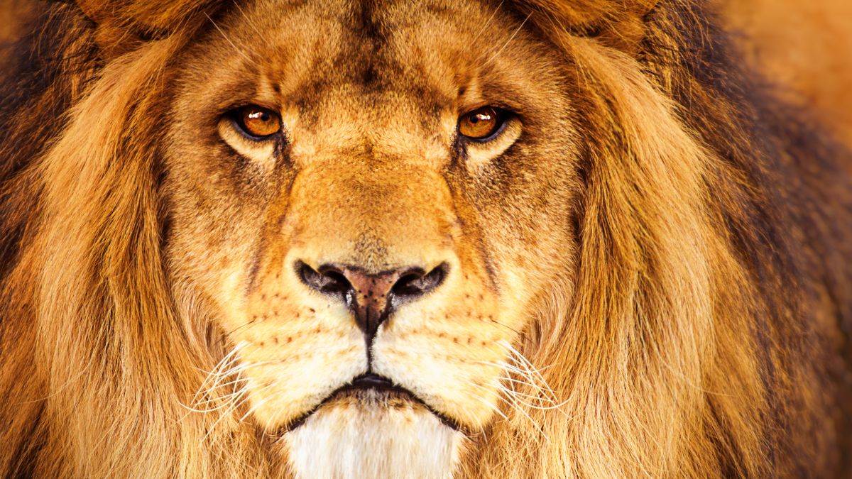 male lion closeup