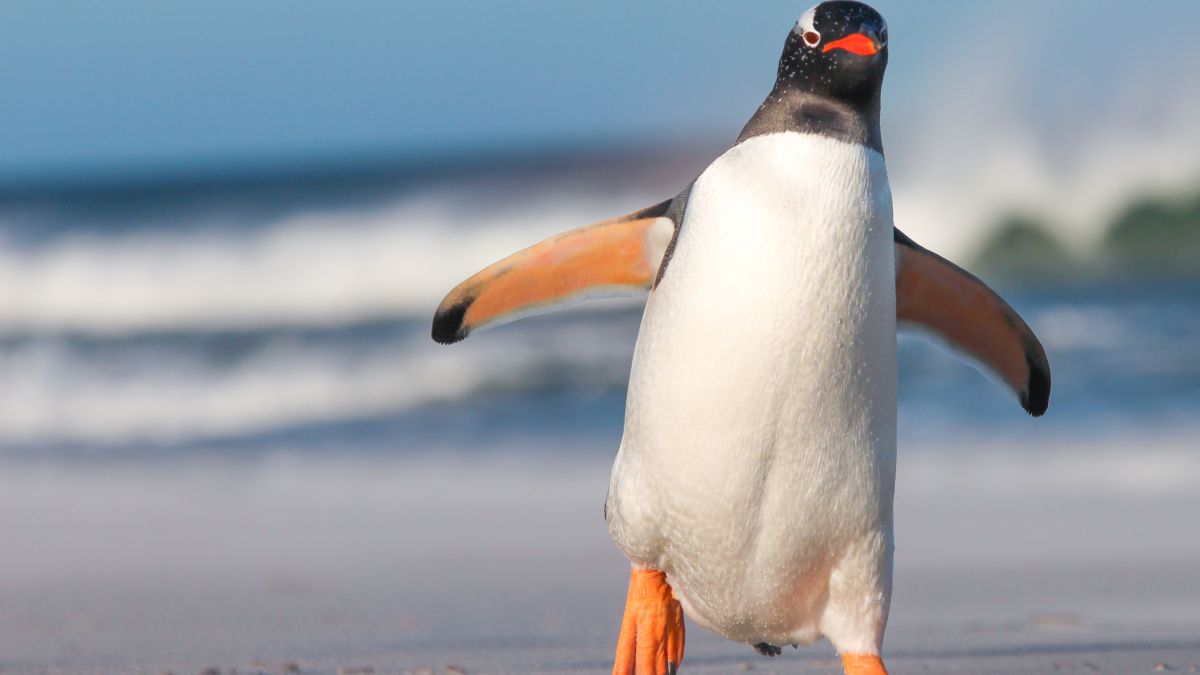 penguin walking on beach