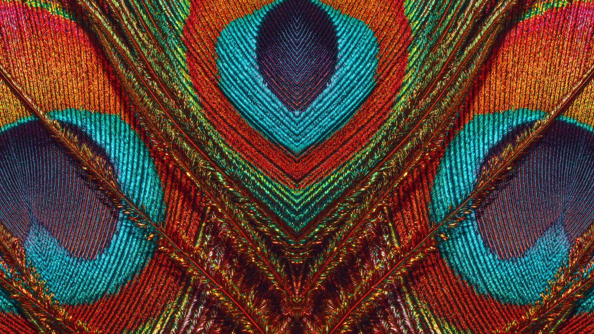 Closeup view of brightly colored peacock feather