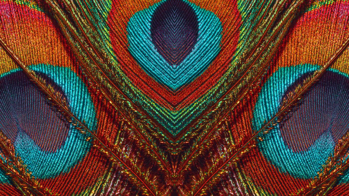 Closeup view of brightly colored peacock feather