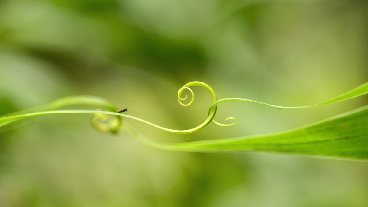 History ee360 macro image of spiral green leaf