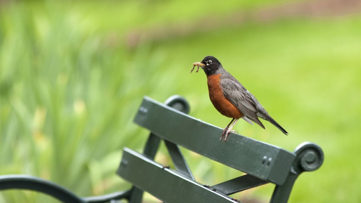 robin with worm in mouth standing on green bench