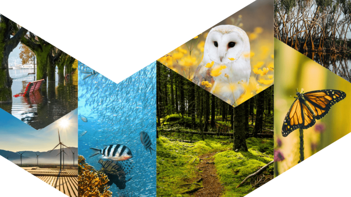 wildlife collage in v shape