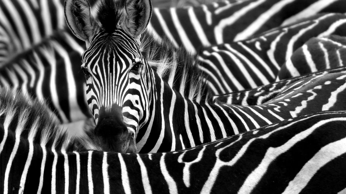 close up of a group of zebras