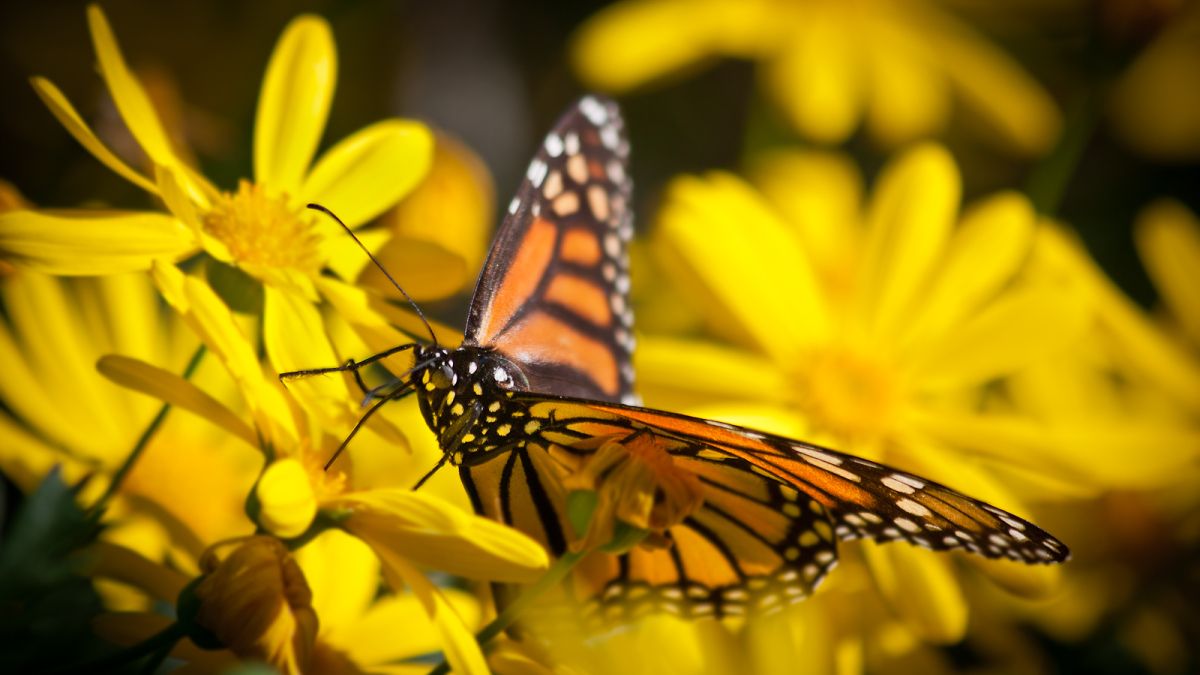 Monarch Butterfly on yellow flowers