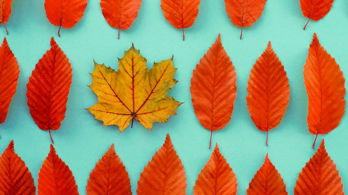 Autumn-colored beech leaves with single orange maple leaf