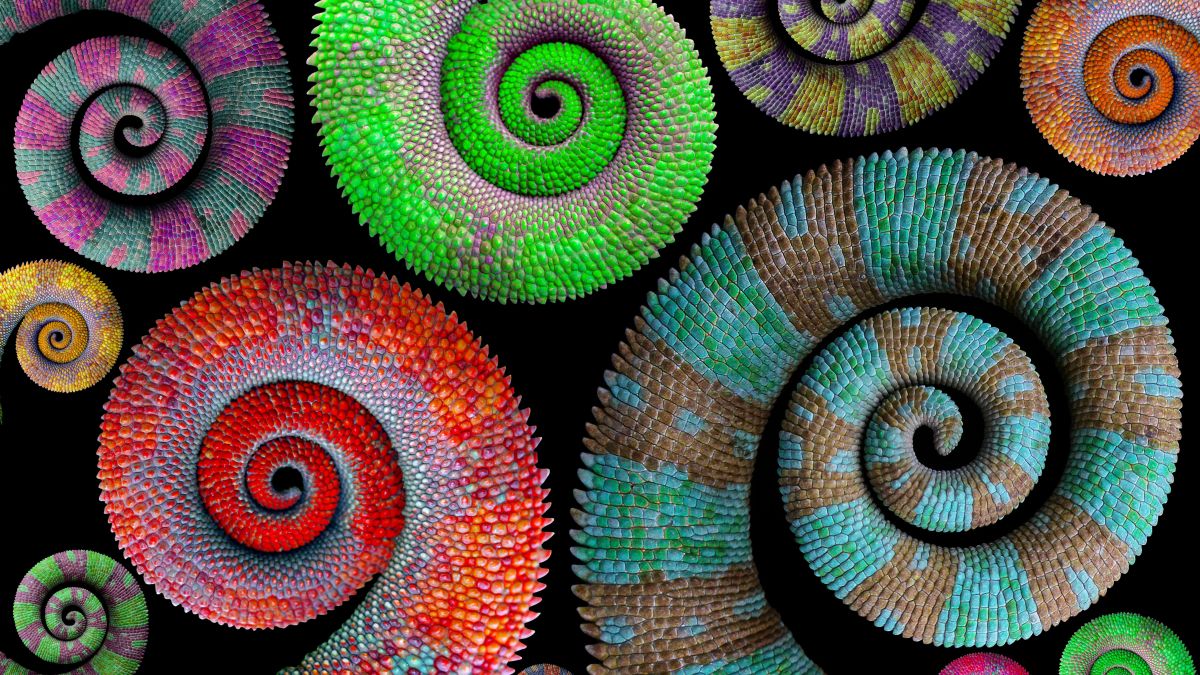 GEEP coiled colorful snakes
