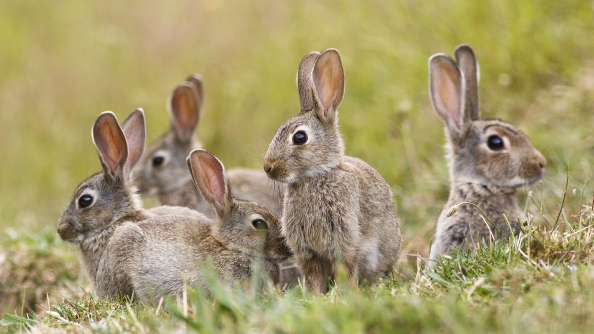 A group of rabbits amongst some grass