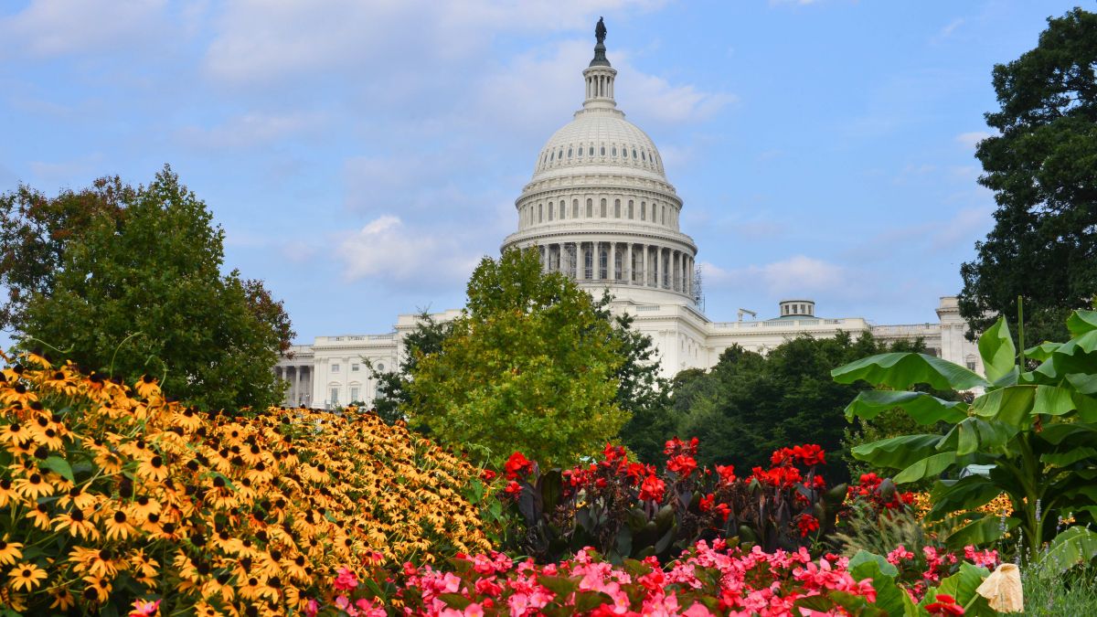 U.S. Capitol Dome standing above green bushes and pink and yellow flowers.