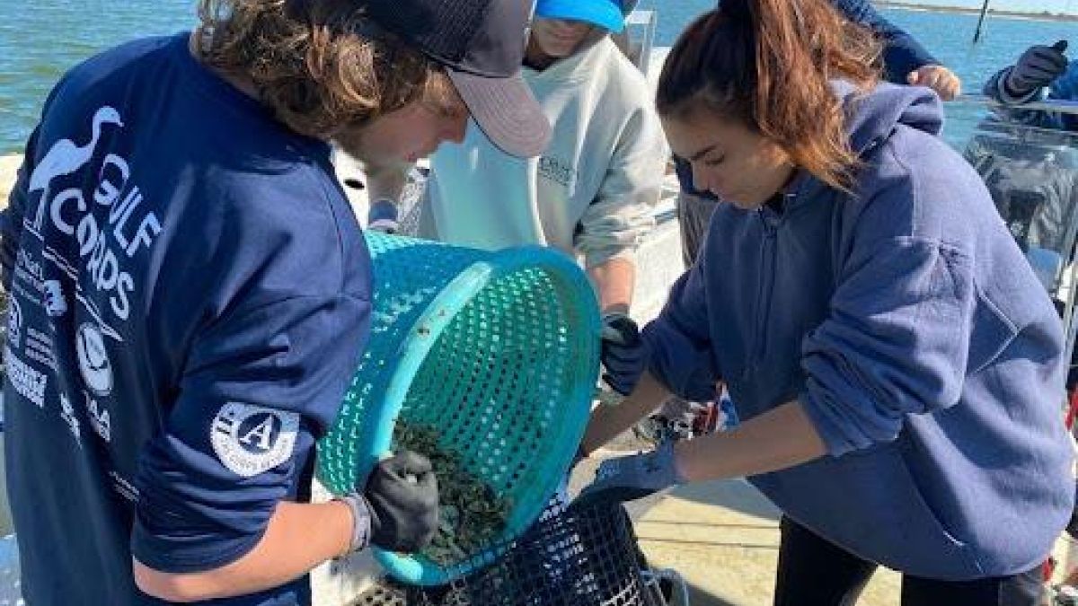 Three students transfer oysters from a blue bucket into a black mesh cage.