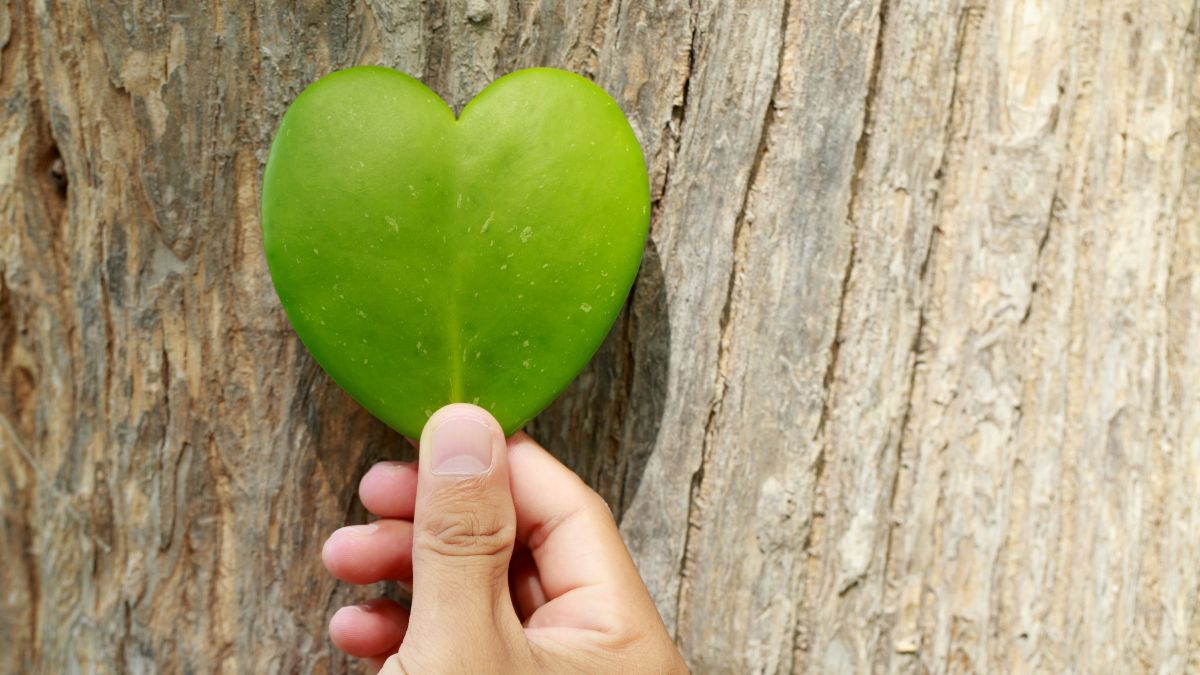 A hand holds a heart-shapped leaf against a tree