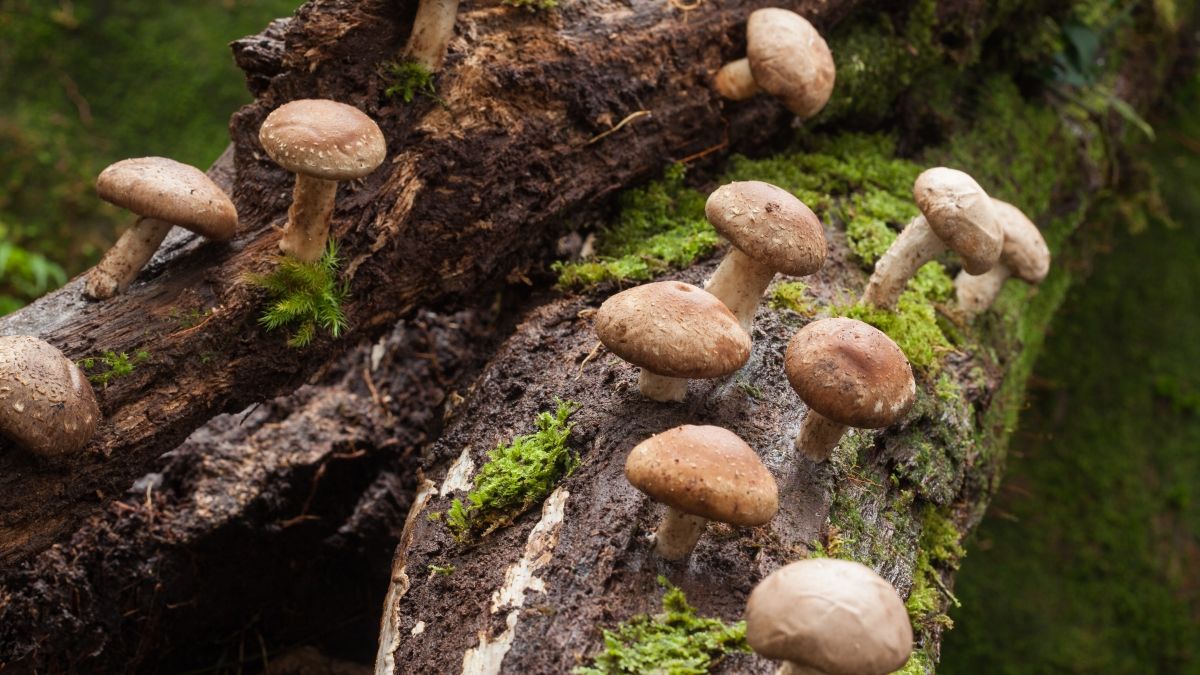 Wild mushrooms grow on a mossy log