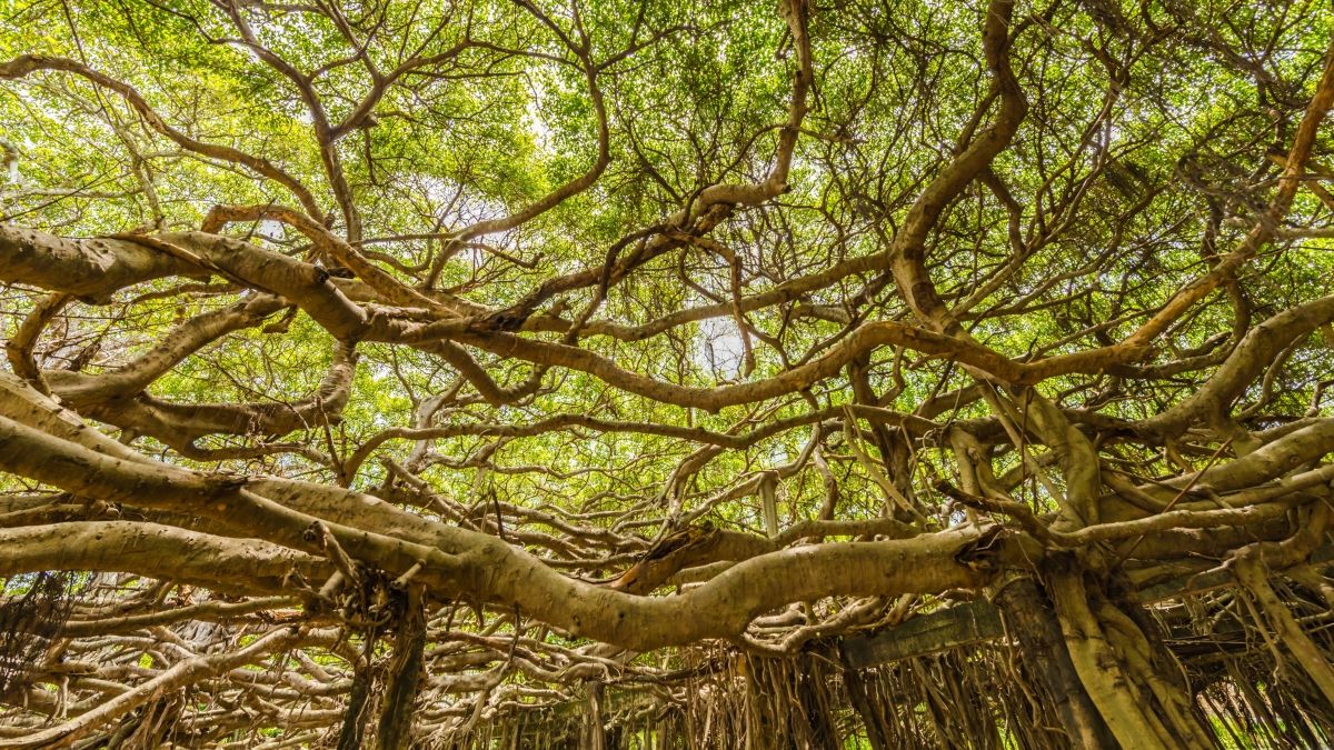 A sprawling banyan tree