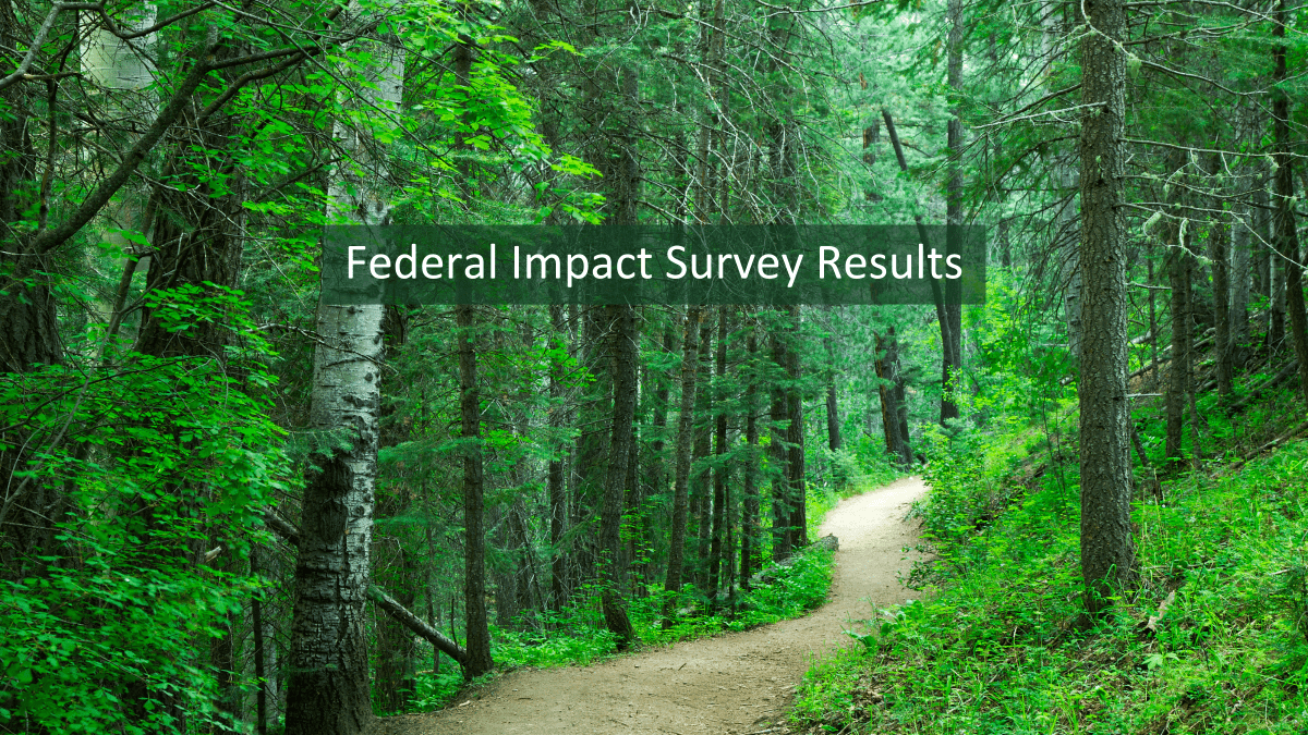 green forest with trail going through