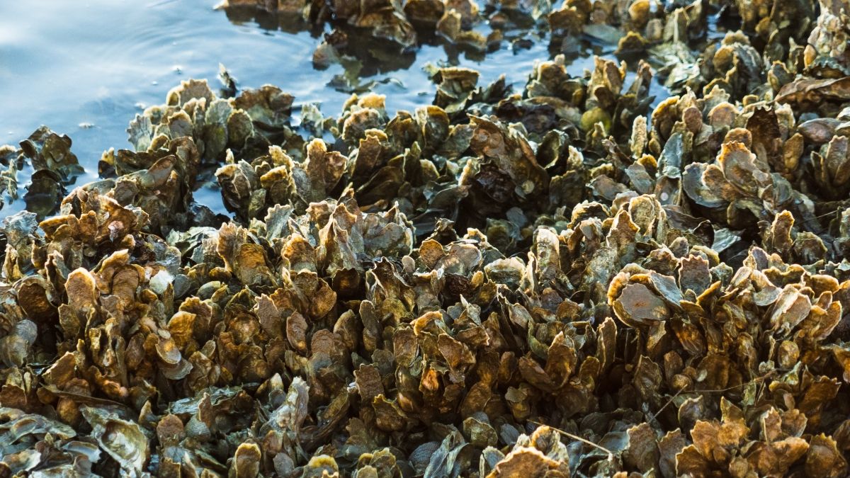 Group of oysters near water