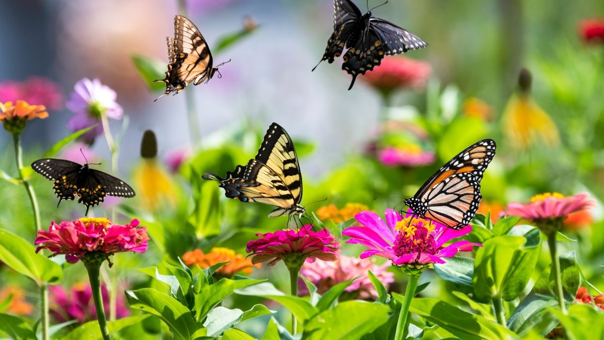mix of butterflies on flowers in spring garden