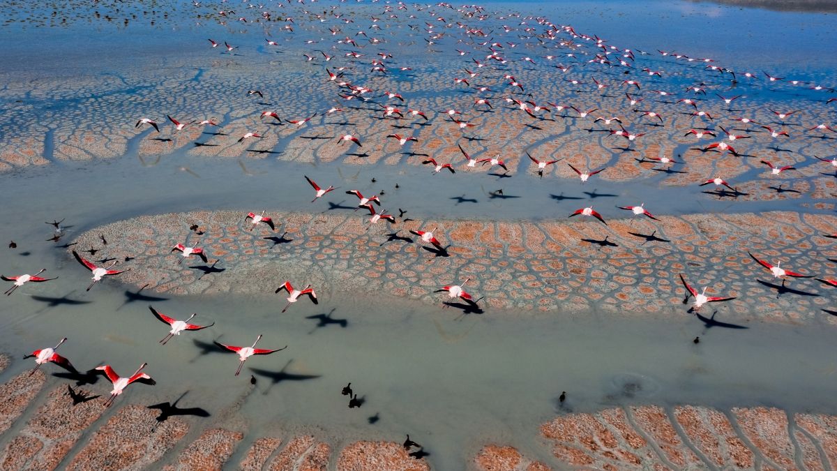 aerial shot of flamingos flying over sandbanks at low tide