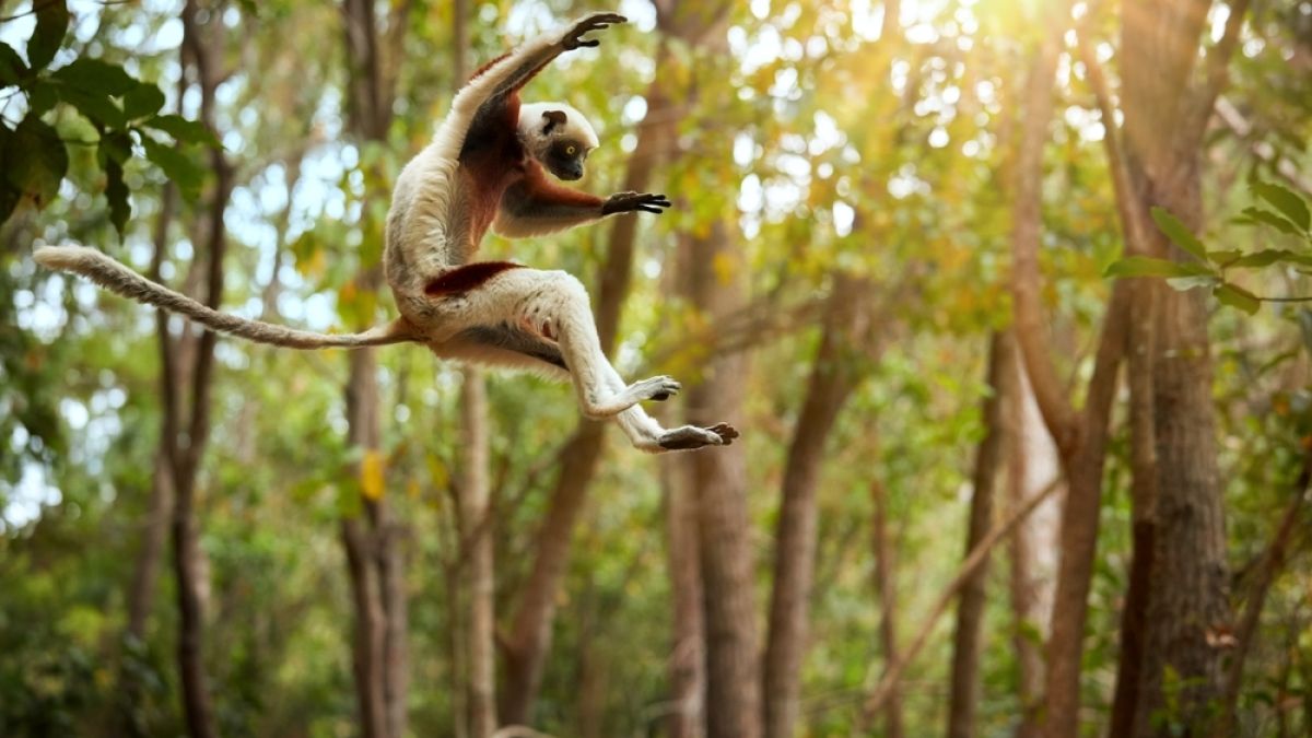 White and brown lemur leaping through the air with a forest in the background