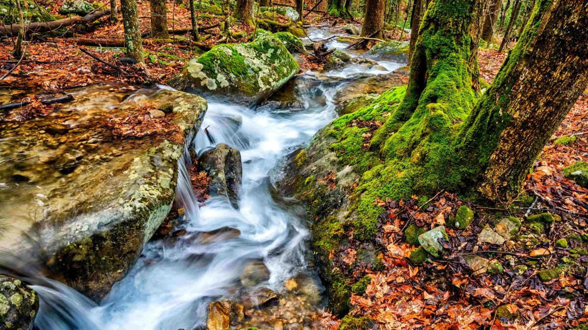 Stream in autumn