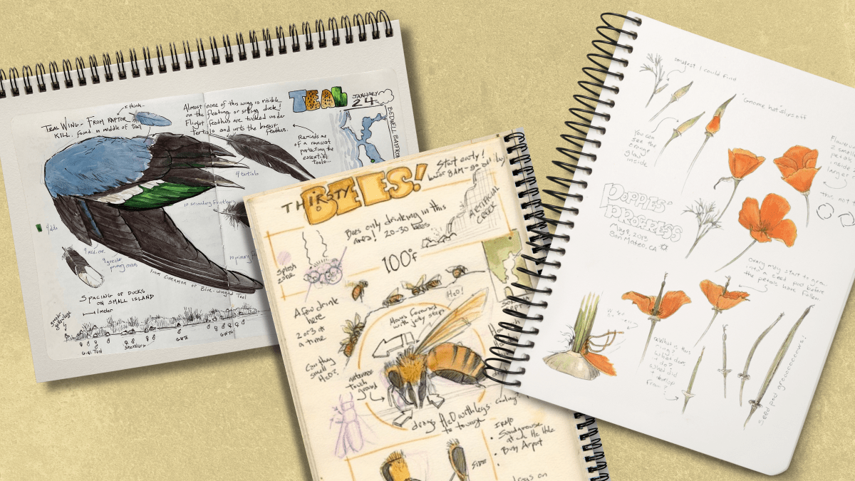 A pile of nature journals show drawing of flowers, bees, and a bird's wing. 