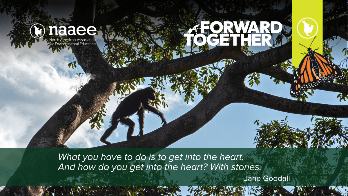 An adult chimp walks across a thick tree branch in Gombe National Park