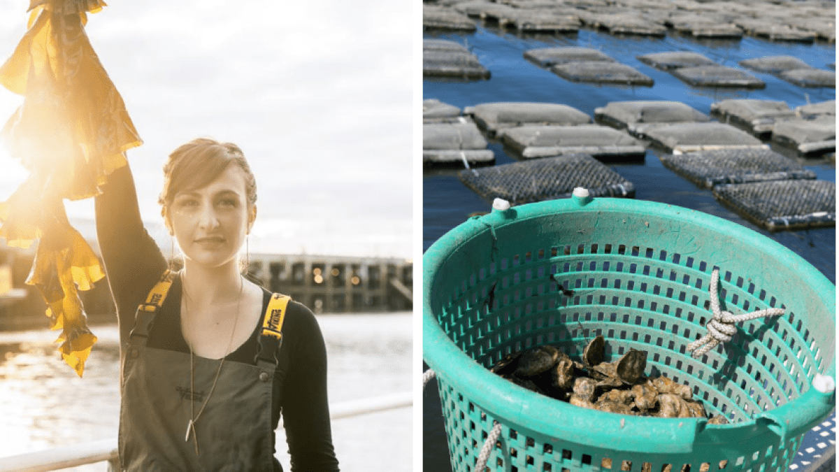 Briana Warner, President/CEO of Atlantic Sea Farms, holds up kelp from a farm in Maine; Oyster harvest on a sustainable North Carolina shellfish farm. Cindy Sandoval/NOAA Fisheries; Oyster farmers return cages to the waters off of Nantucket, MA. Brianna Shaughnessy/NOAA.
