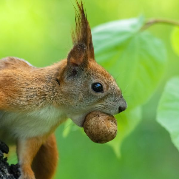 squirrel with nut in mouth