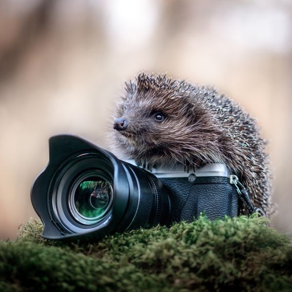 hedgehog with camera in woods