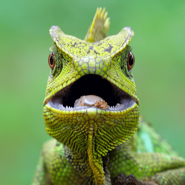 Close up of a chameleon