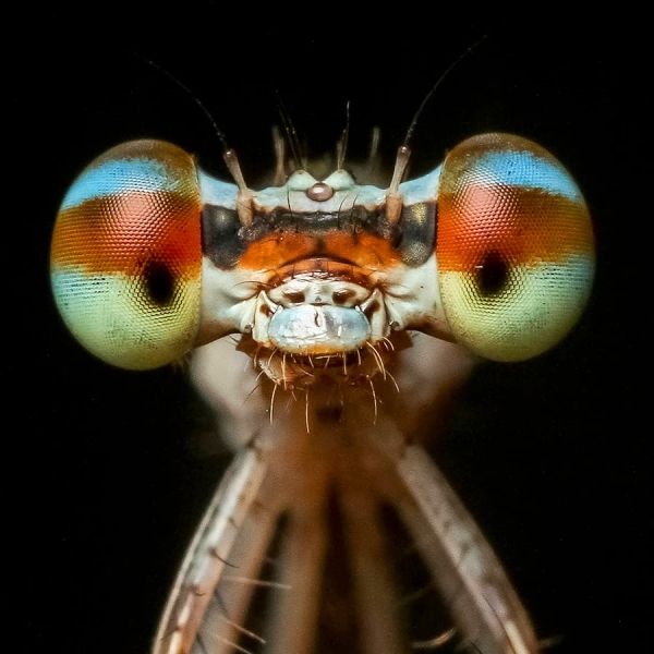Close up of a dragonfly