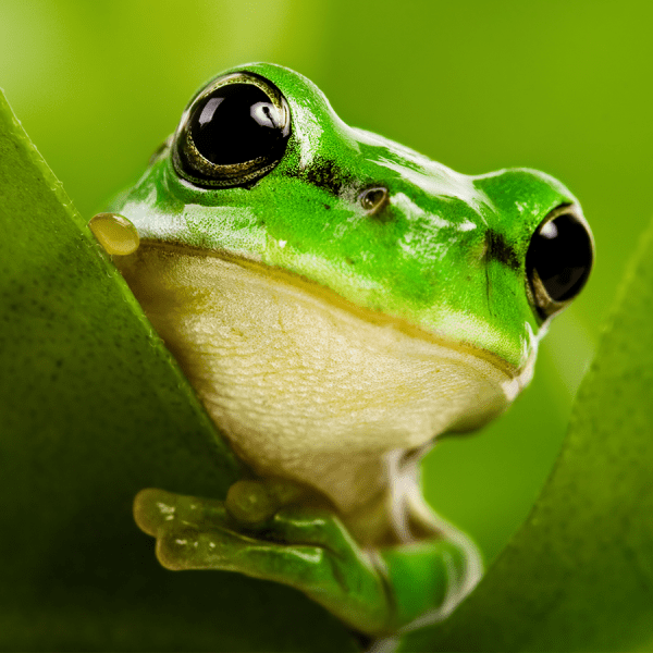 Close up of a green frog