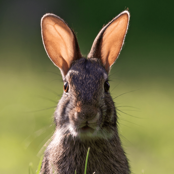 Close up of a brown hare