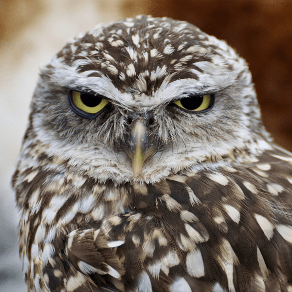 Close up of an owl