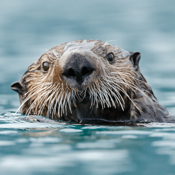 Sea otter pokes their head from water's surface