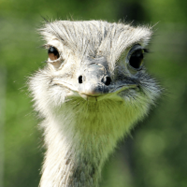 Close up of an ostrich