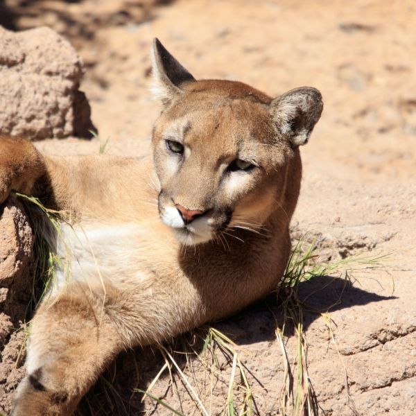 A mountain lion laying across rocks in the Sonoran Desert, Arizona