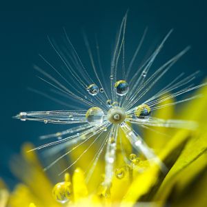 Dandelion with dew
