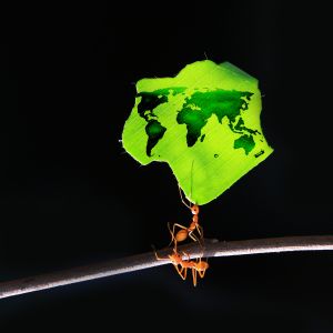 ant carrying leaf with world map