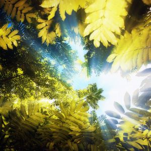 Sun shining through ferns in forest