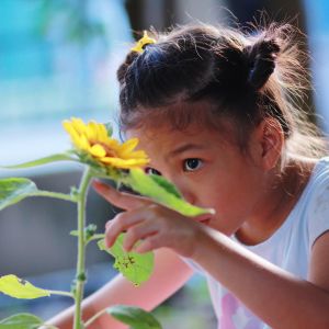 young girl observing sunflower