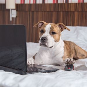 dog lounging on bed looking at computer