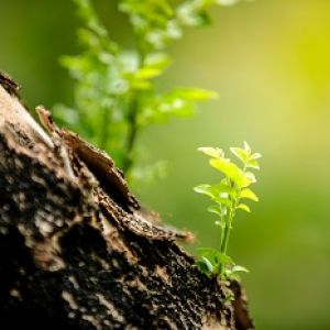 sapling growing on tree trunk